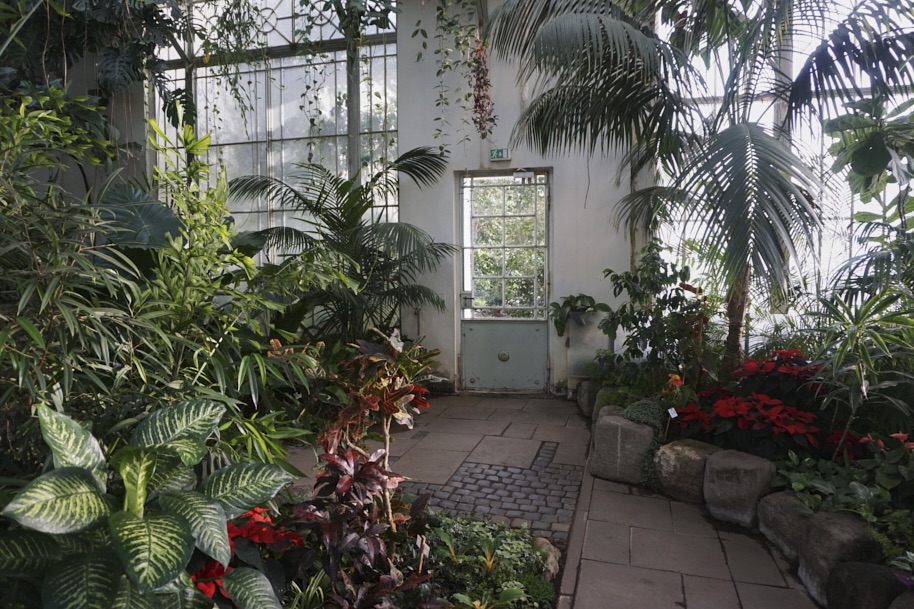 gewaechshaus-wilhelmshoehe-pflanzen-flora-bergpark-exotisch-ruhe-selten-voegel-winter-licht-fotografie-lena-gehrmann-sebastian-tam-10