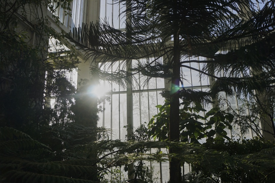 gewaechshaus-wilhelmshoehe-pflanzen-flora-bergpark-exotisch-ruhe-selten-voegel-winter-licht-fotografie-lena-gehrmann-sebastian-tam-16