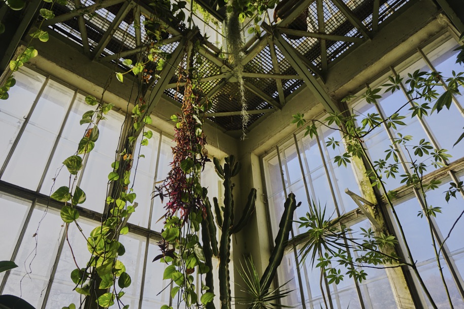 gewaechshaus-wilhelmshoehe-pflanzen-flora-bergpark-exotisch-ruhe-selten-voegel-winter-licht-fotografie-lena-gehrmann-sebastian-tam-7