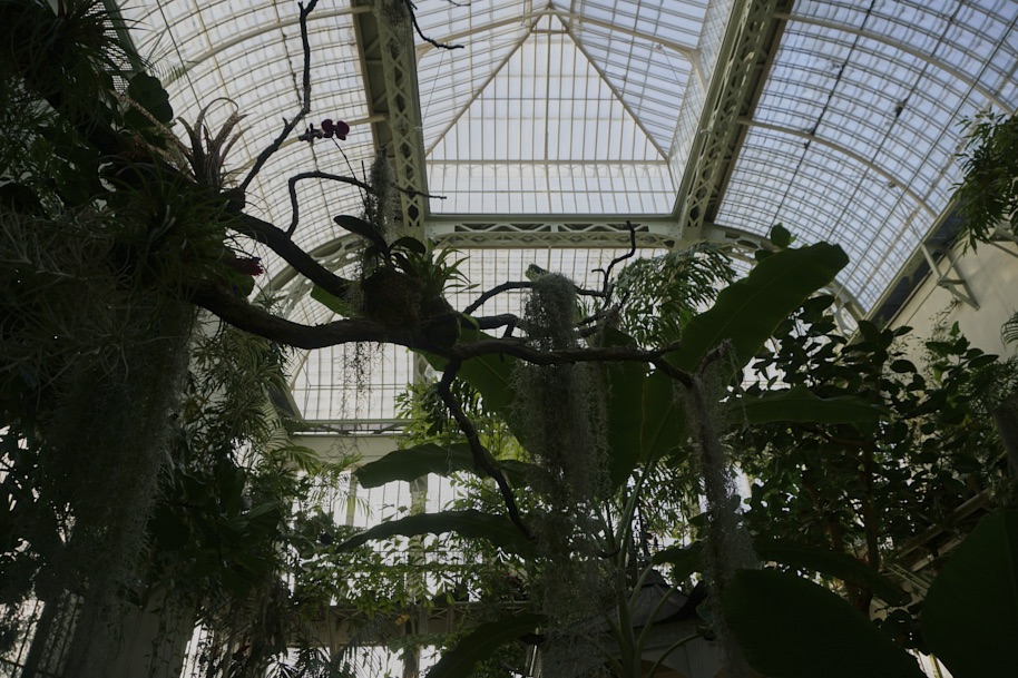 gewaechshaus-wilhelmshoehe-pflanzen-flora-bergpark-exotisch-ruhe-selten-voegel-winter-licht-fotografie-lena-gehrmann-sebastian-tam-9